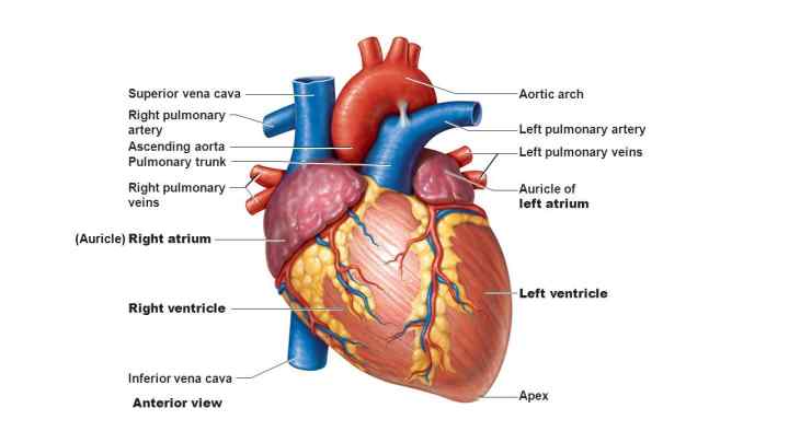 Анатомія серця. Будова і робота серця